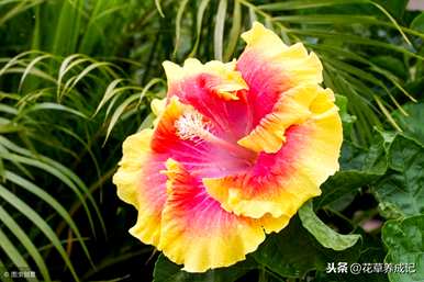 台湾芙蓉树育种方法，芙蓉树盆栽育种方法