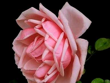 月季花什么时候修剪，苗木月季花修剪方法