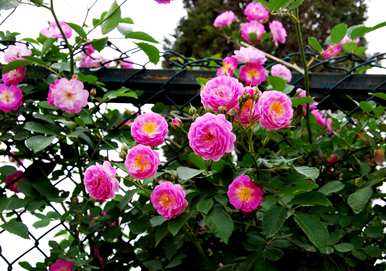 月季花老苗养护，月季花如何养护？
