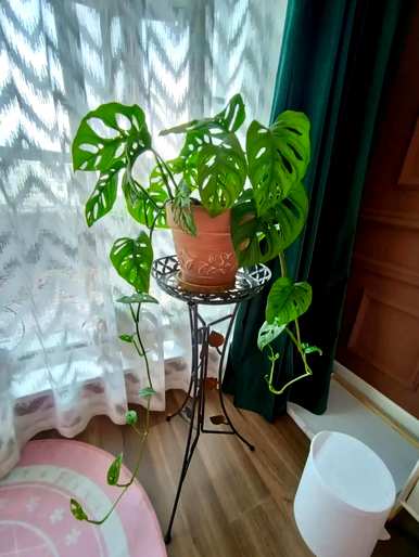 什么是好的室内绿色植物，什么样的绿色植物适合室内饲养，容易饲养，生长迅速