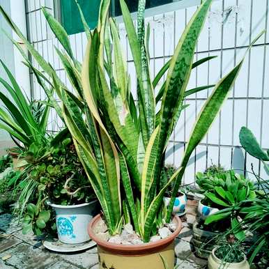 虎皮兰平时怎么养？白玉虎皮兰容易养吗？