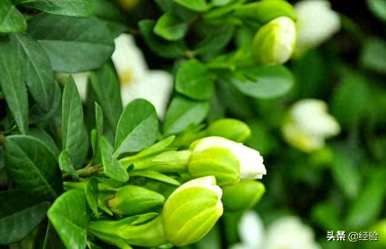栀子花什么时候开，栀子花什么时候开？