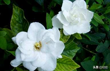 栀子花什么时候开，栀子花什么时候开？