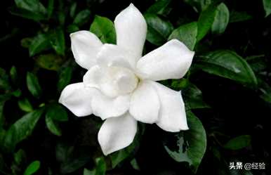 栀子花什么时候开，栀子花什么时候开？