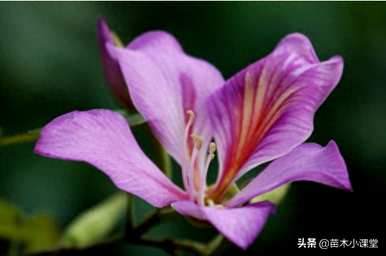 紫荆花的花语和寓意，关于紫荆花的浪漫花语