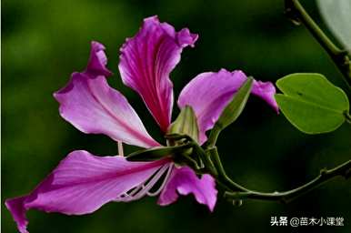 紫荆花的花语和寓意，关于紫荆花的浪漫花语