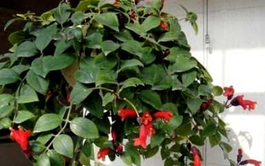 如何饲养口红花植物？毛萼口红花适合家庭吗？