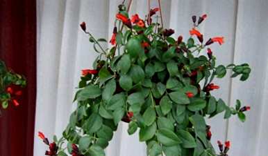 如何饲养口红花植物？毛萼口红花适合家庭吗？