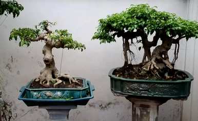 榕树怎么养？
