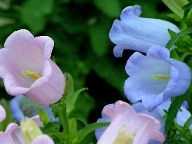 如何饲养双瓣风铃草，如何饲养双瓣风铃草