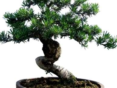 罗汉松果能种植吗？罗汉松盆景种植方法