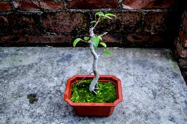 如何培育菩提树，如何培育菩提树