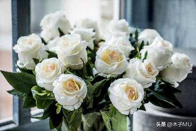 白玫瑰代表什么意思，白玫瑰代表什么意思？图片