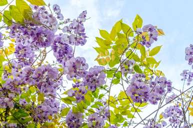 什么是紫藤花语？紫藤花语风景图？