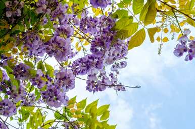 什么是紫藤花语？紫藤花语风景图？