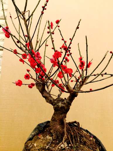 海棠花养殖多久才开花，海棠花树怎么养？