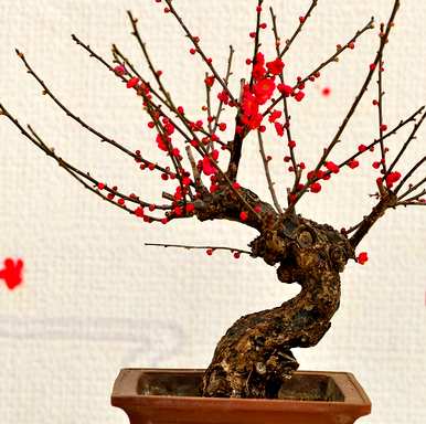 海棠花养殖多久才开花，海棠花树怎么养？