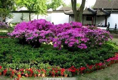 如何养殖杜鹃花，北方养殖杜鹃花