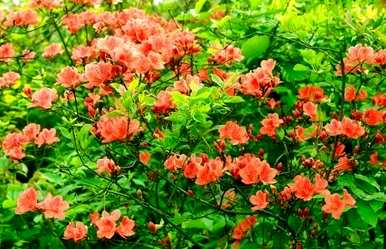 如何养殖杜鹃花，北方养殖杜鹃花