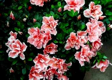 如何养殖杜鹃花，北方养殖杜鹃花