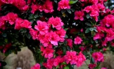 如何养殖杜鹃花，北方养殖杜鹃花