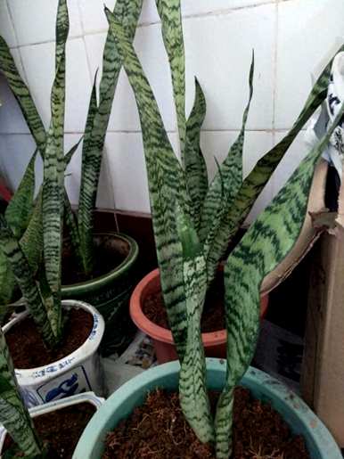 虎皮兰怎么发芽？为什么虎皮兰不发芽？