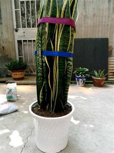 虎皮兰怎么发芽？为什么虎皮兰不发芽？