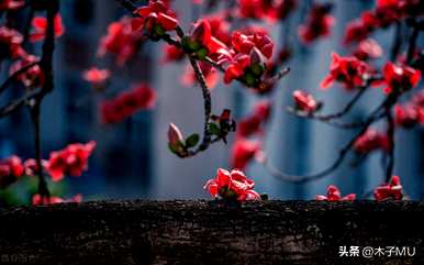 棉花的花语是什么，木棉的花语是什么？