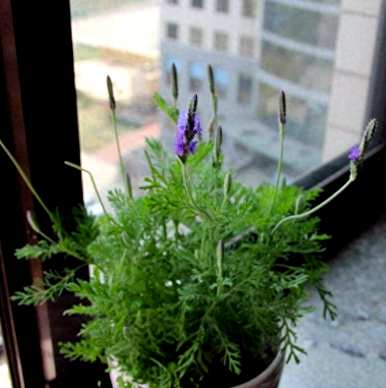 薰衣草在什么季节播种最好，薰衣草在什么季节播种