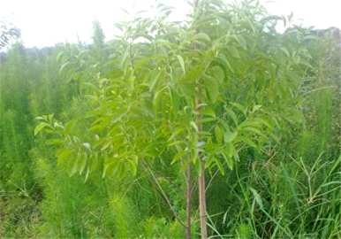 檀香木盆景真假鉴别，檀香木盆景如何饲养