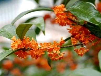 怎样养桂花，怎样养桂花？