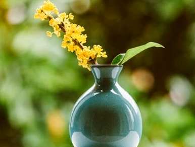 怎样养桂花，怎样养桂花？