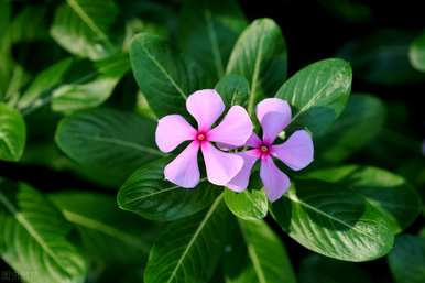 长春花种子发芽后多久见阳光，长春花种子怎么种？