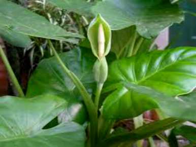 如何饲养滴水观音盆栽植物，滴水观音盆栽植物送幼苗