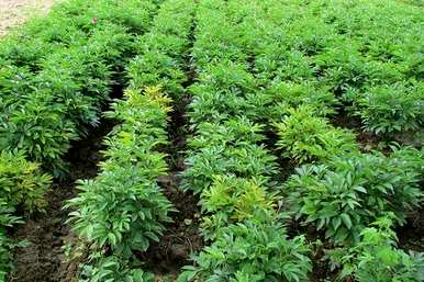 如何种植白芍的积极性？