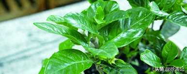 多瓣栀子花语是什么，栀子花语是什么？