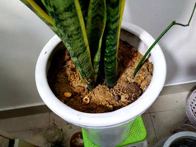 如何栽培虎皮花视频，如何栽培虎皮花