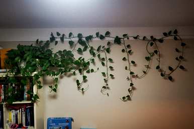椰子土冬眠龟，椰子土可以种什么植物？