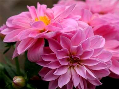 小丽花怎么养，小丽花怎么养