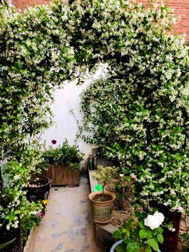 藤本植物有哪些，藤本植物有哪些果实？