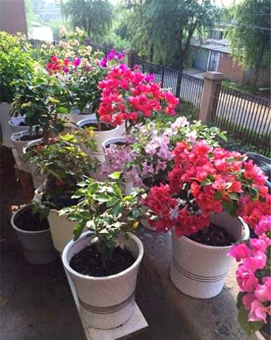藤本植物有哪些，藤本植物有哪些果实？