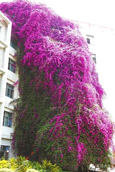 藤本植物有哪些，藤本植物有哪些果实？