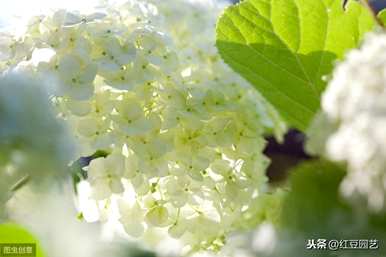 绣球花的花语是什么，蓝绣球花和桔梗的花语是什么？