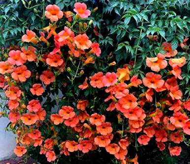 藤本植物有哪些，藤本植物有哪些果实？