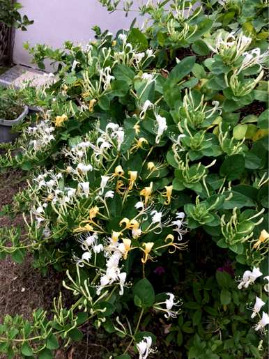 藤本植物有哪些，藤本植物有哪些果实？