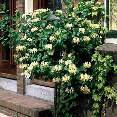 藤本植物有哪些，藤本植物有哪些果实？