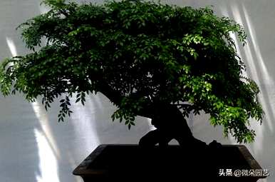 如何保养小叶紫檀盆景最好？如何保养小叶紫檀盆景？