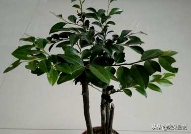 如何保养小叶紫檀盆景最好？如何保养小叶紫檀盆景？