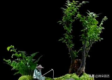如何保养小叶紫檀盆景最好？如何保养小叶紫檀盆景？