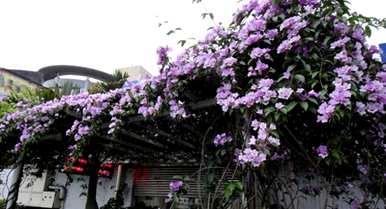爬墙花怎么种，爬墙花有哪些？